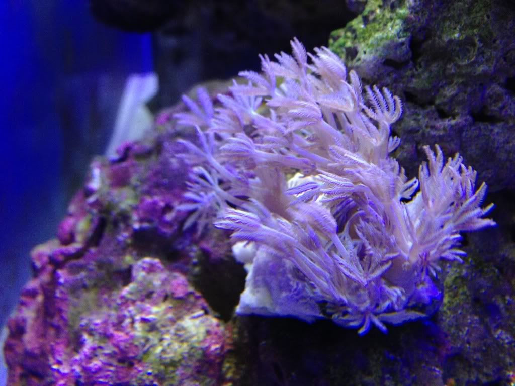 null_zpsfba9ec8d.jpg