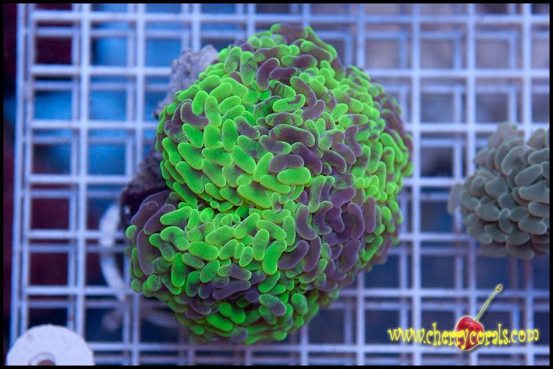 Coral_11-1.jpg