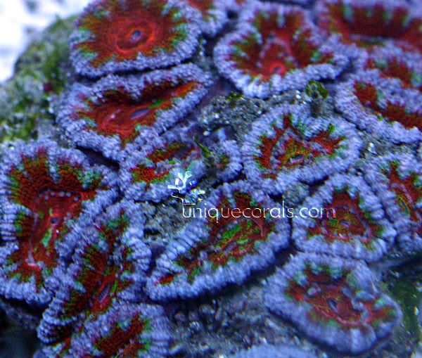 tricoloracan_macro.jpg