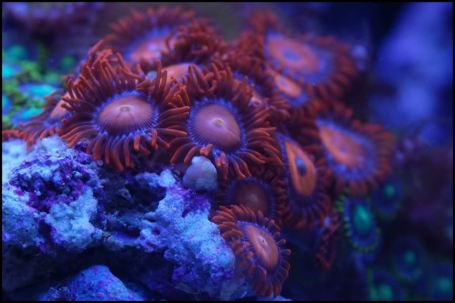 tangerine_zoa.jpg