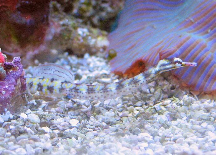 Pipefish01.jpg
