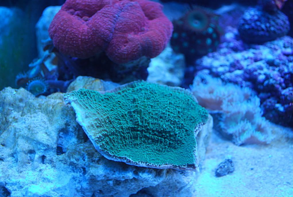 4x3GreenCap1500.jpg