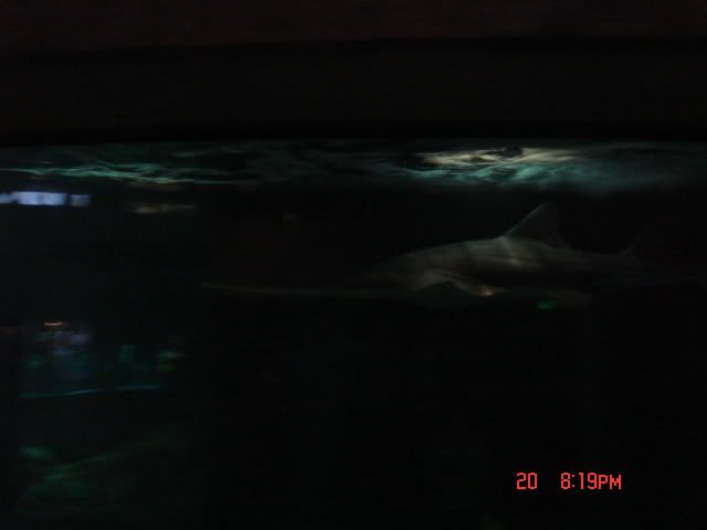 DSC01329.jpg