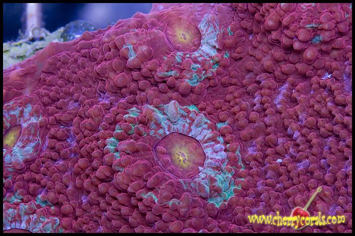 NewCoral_1copy-1.jpg