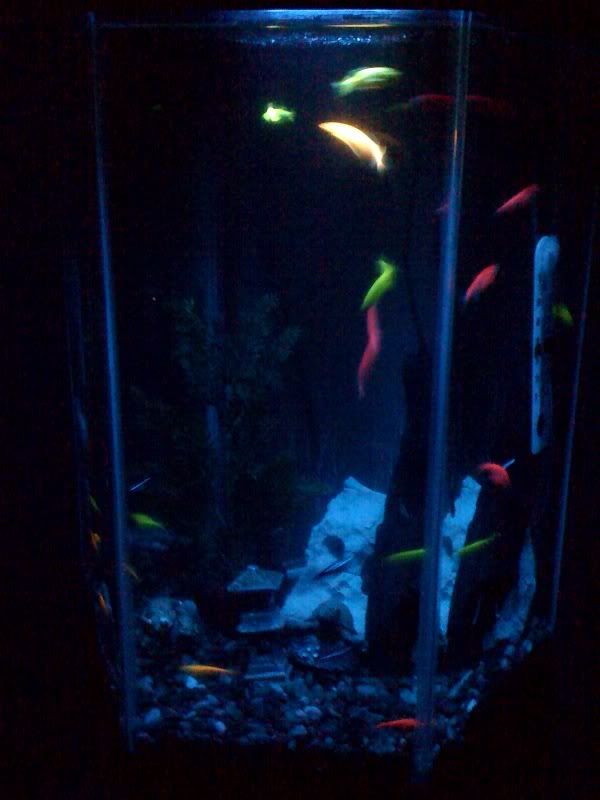 fish3.jpg