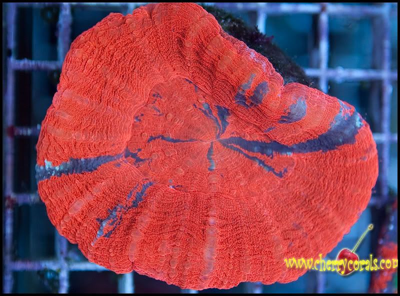 NewCorals300_1.jpg