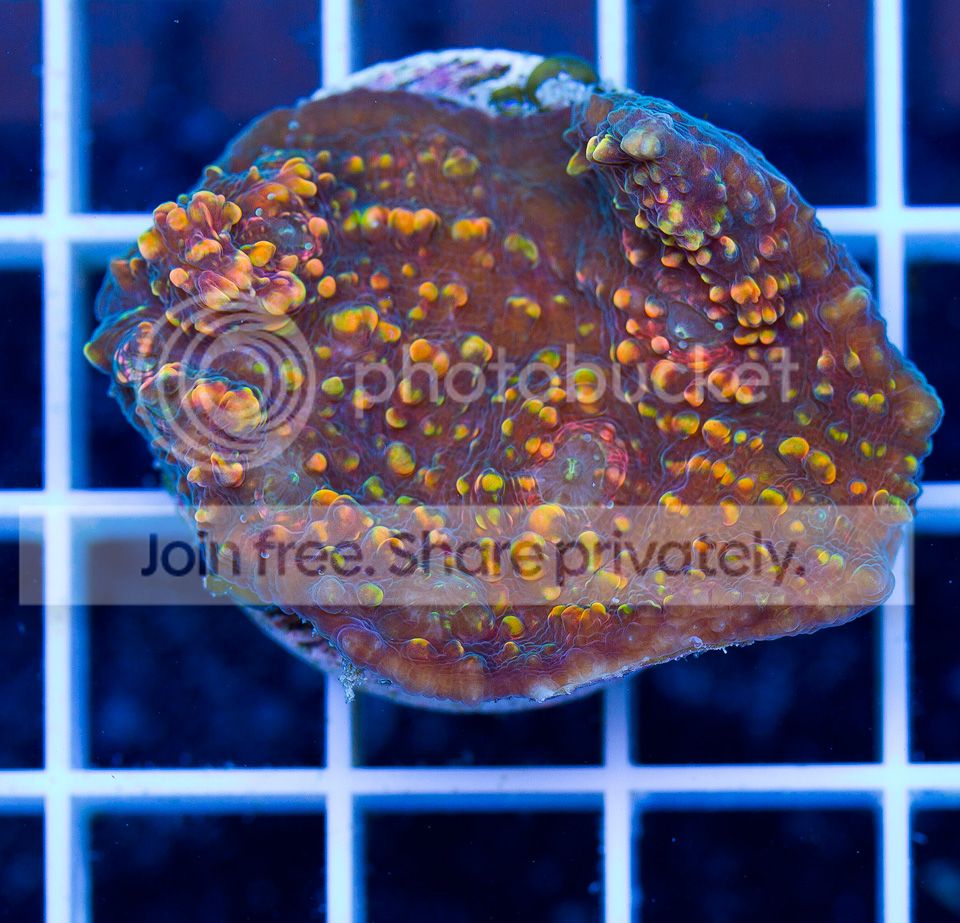 ANewCoral_2-14.jpg