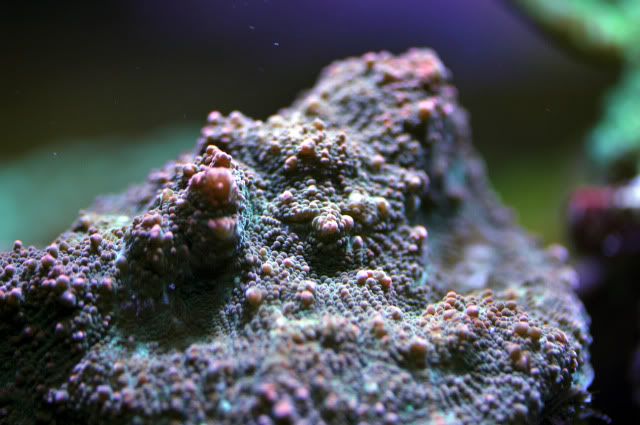 DSC_0582_edited.jpg