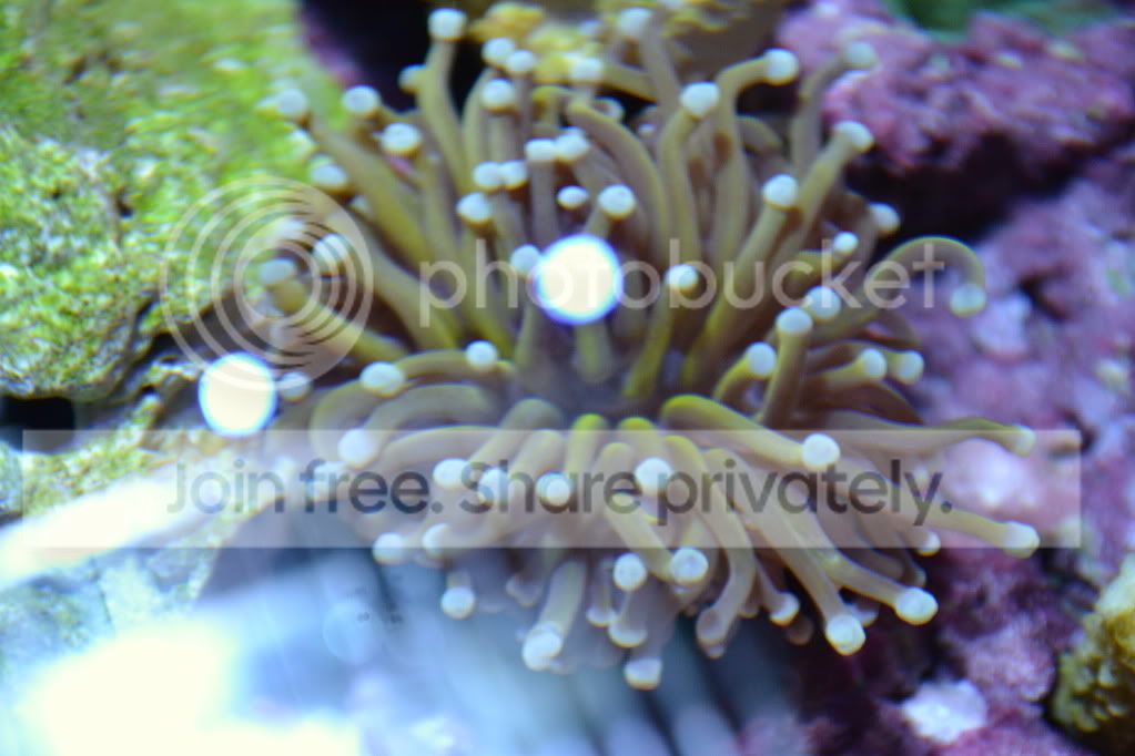 nanoforsale032.jpg