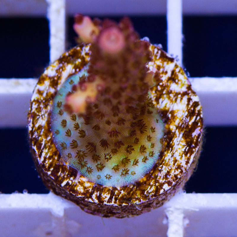 newcorals650b.jpg