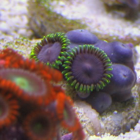 65g018.jpg