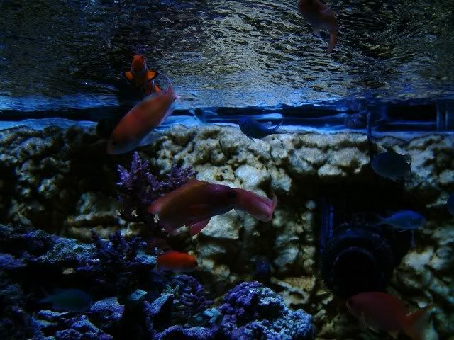 211Fish11.jpg