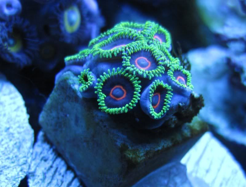 DallasNYC_zoas7.jpg