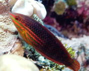 Halichoeres%20biocellatus%20WAK.JPG