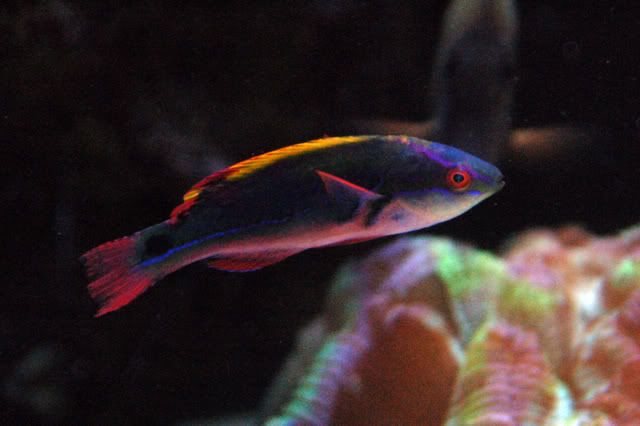 120g_Exquisite01.jpg