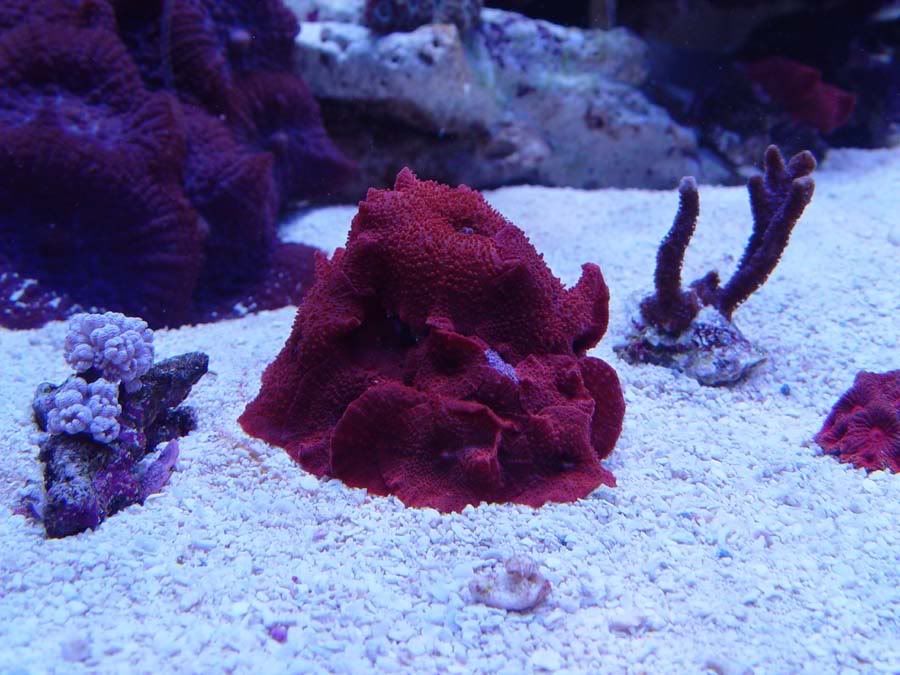 redShrooms.jpg