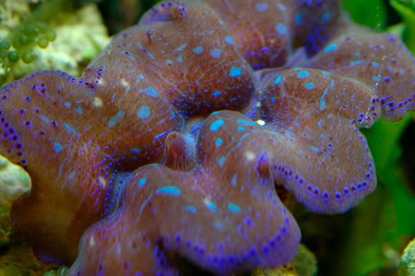 20galclam2.jpg