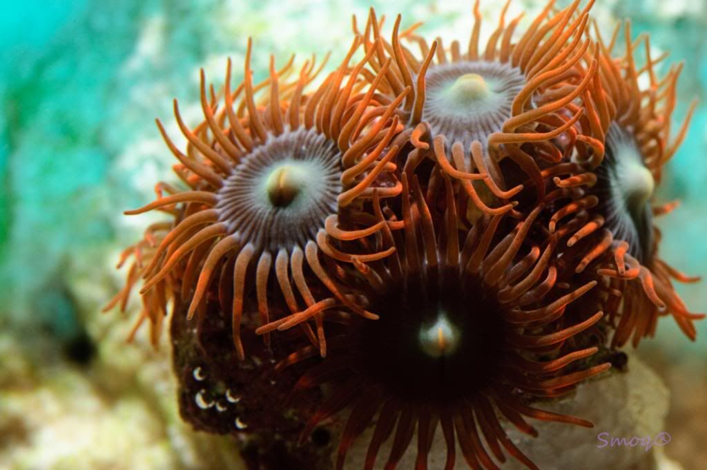 zoas.jpg