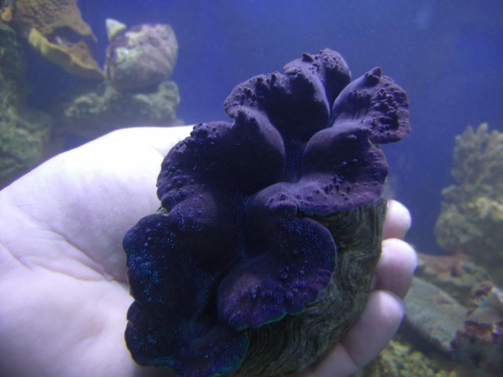 jayfish098.jpg