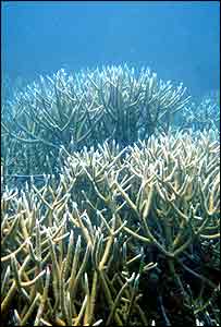 _39286011_coral2_300_jpg.jpg