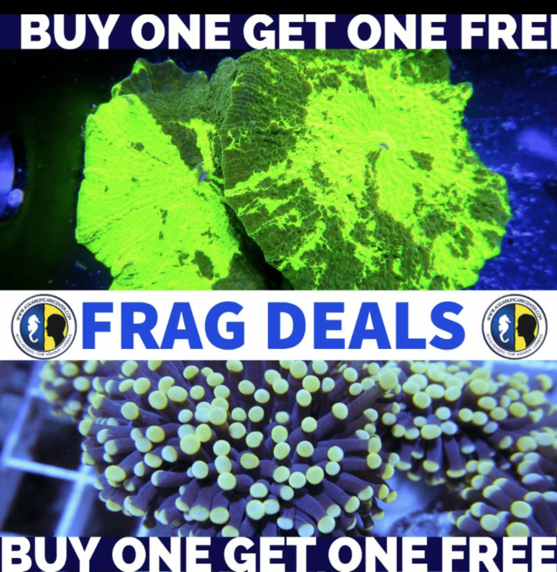 KQpJe12.png