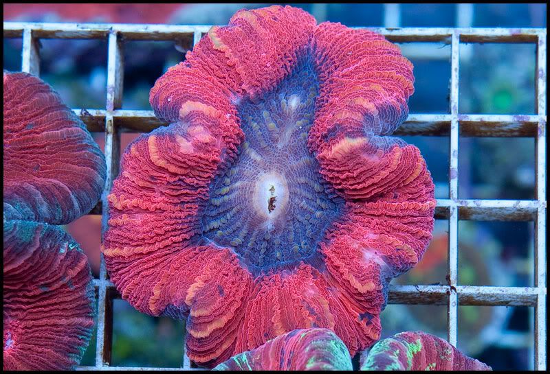 NewCorals_3-6.jpg