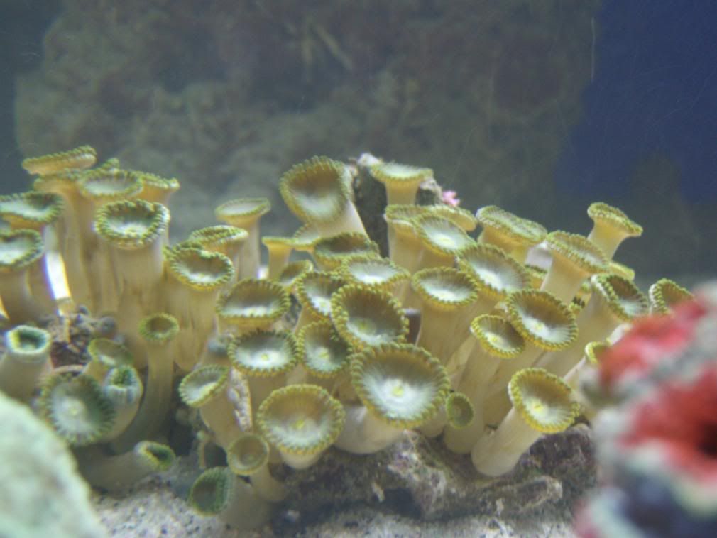 jayfish090.jpg
