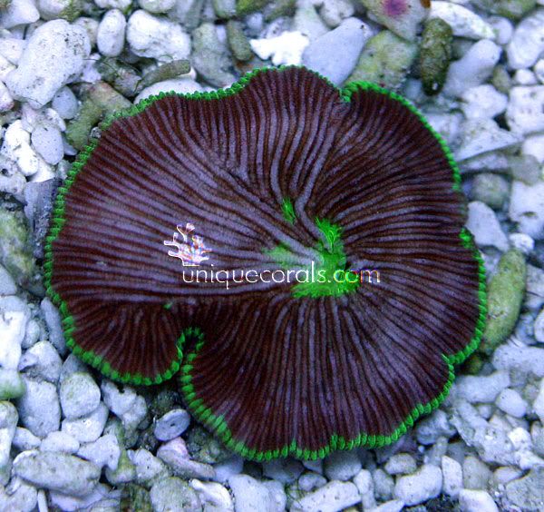 diaseris8x.jpg