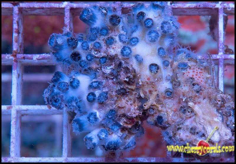 NewCorals_33-3.jpg