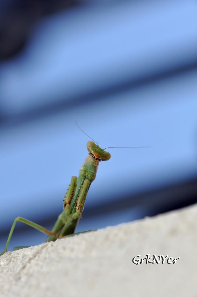 macro2-1.jpg