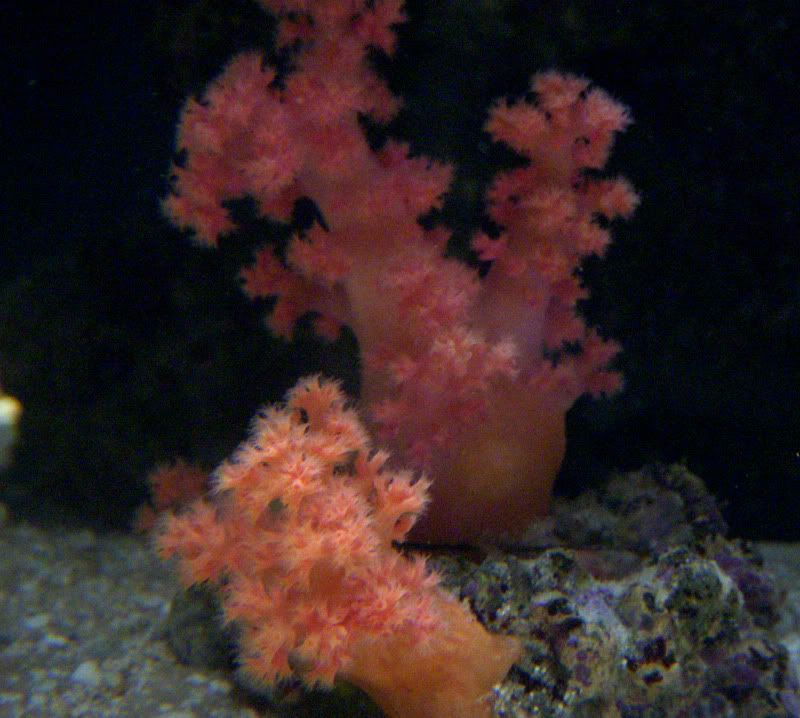scerlo010908.jpg