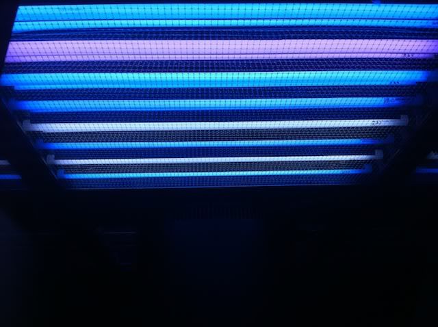 bulbs.jpg