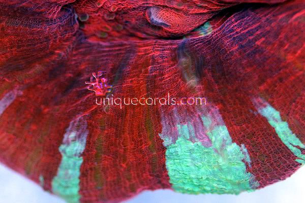 powderedscolymia_macro-1.jpg