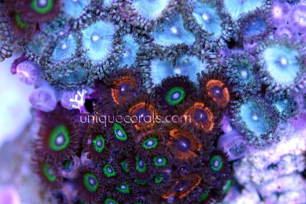 zoacomborock1_macro-1.jpg