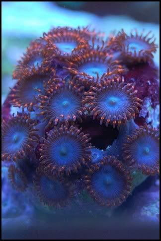 spiderman_zoa.jpg