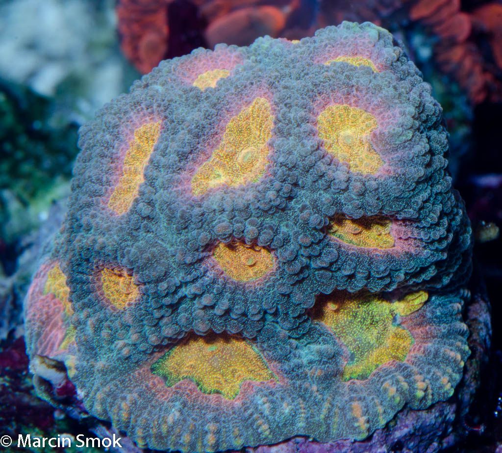coral.jpg