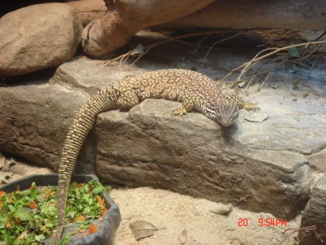 DSC01482.jpg