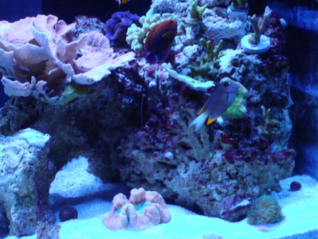 Tank2009june034.jpg