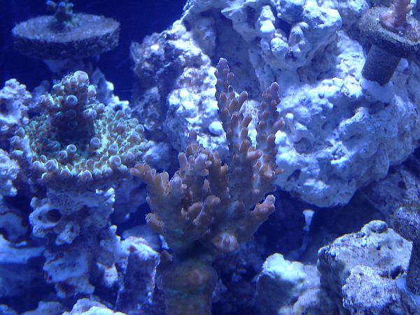 purpletipora.jpg