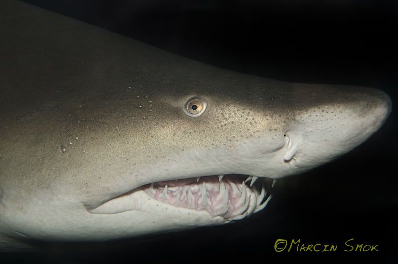 shark2.jpg