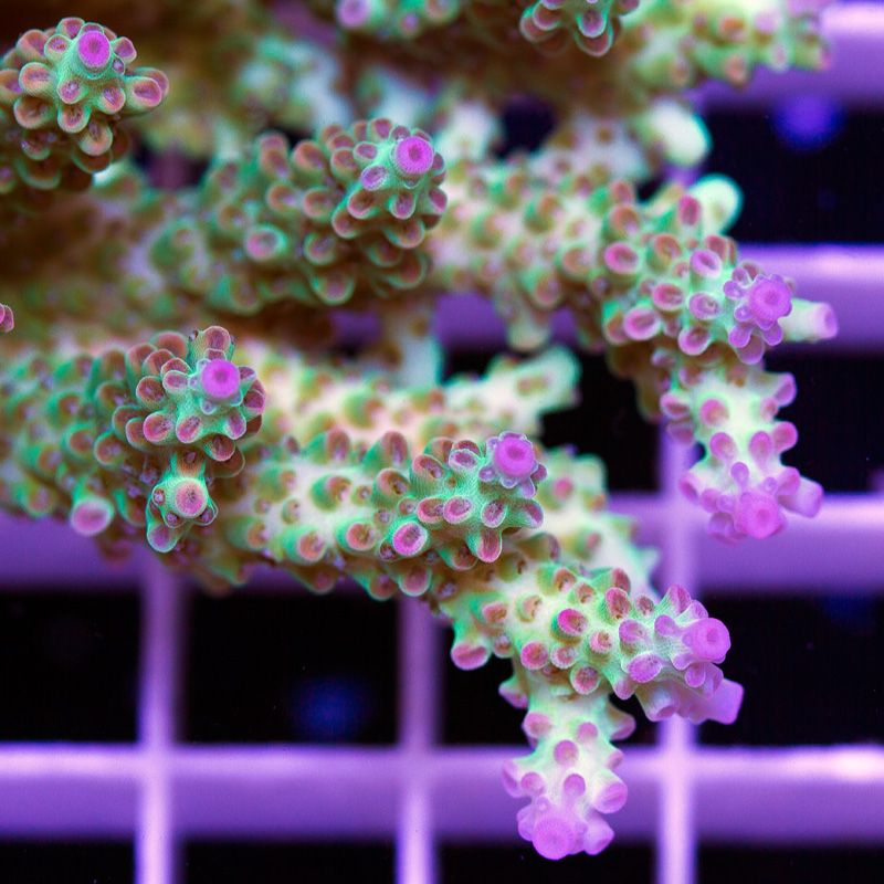newcoral1718b.jpg