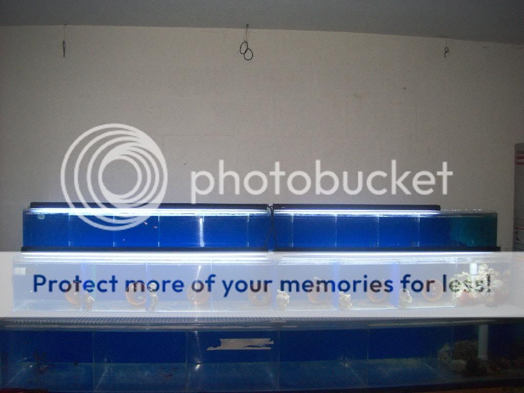 50945166.jpg