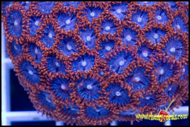 NewCorals148copy.jpg