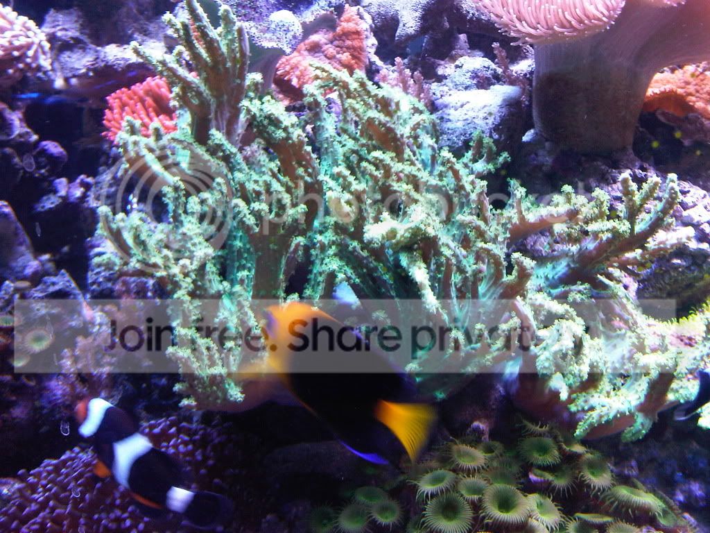 PalauNeonGreenNepthea.jpg
