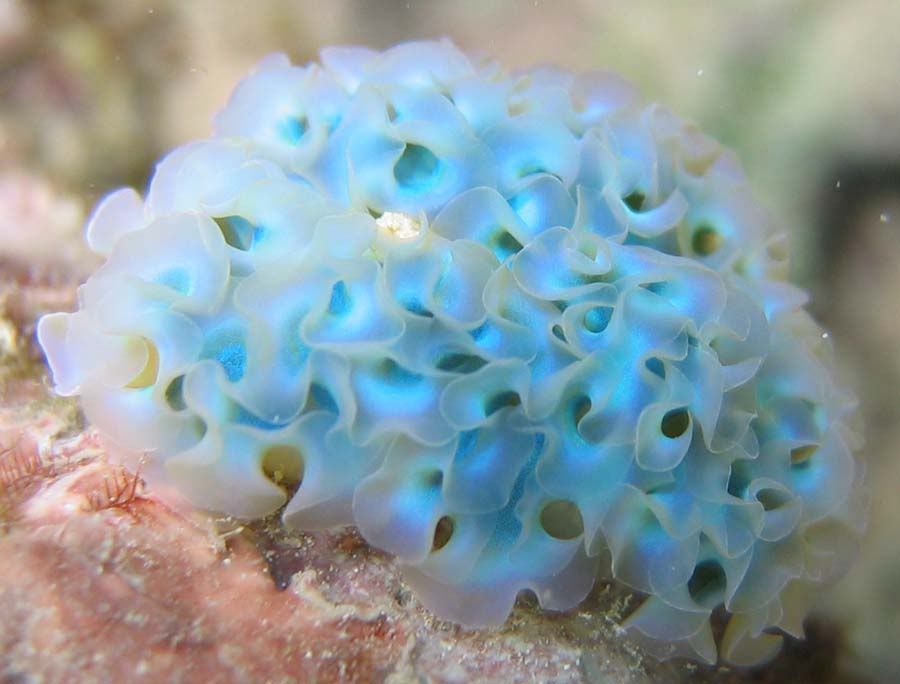 nudi1.jpg