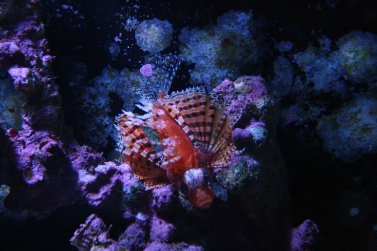 aussiepics001.jpg
