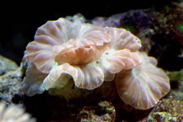 CloseupFoxCoral.jpg