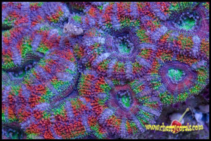 NewCoral_79copy.jpg