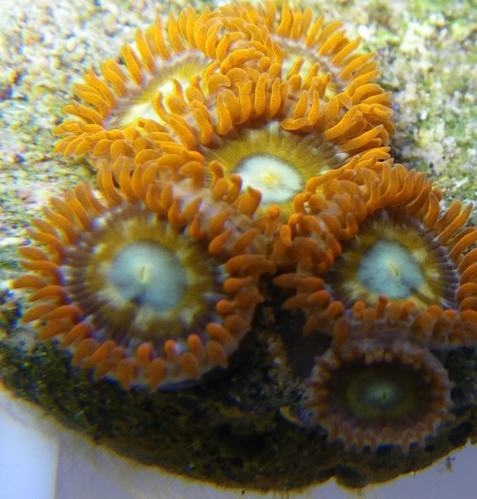 zoa7.jpg