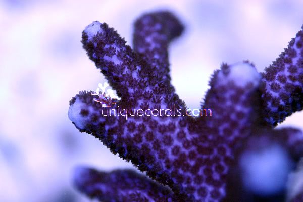 purple_monti1_macro-1.jpg